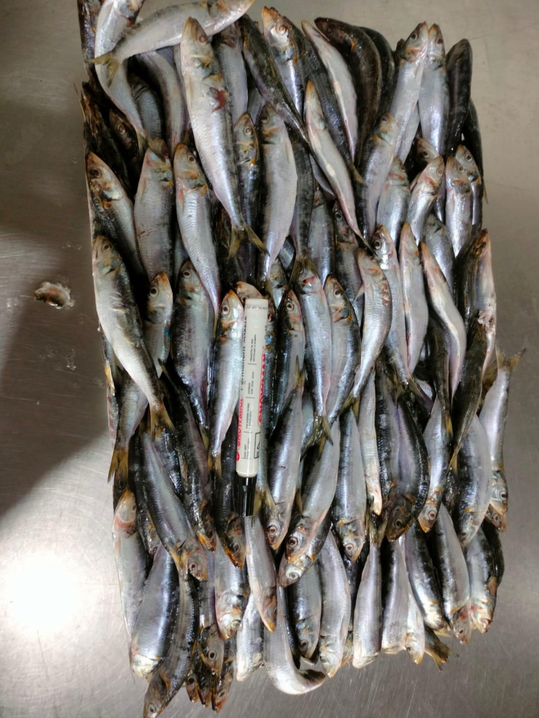 Frozen Sardine